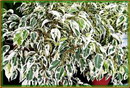 Ficus benjamina variegata